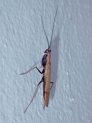 Amantis sp.
